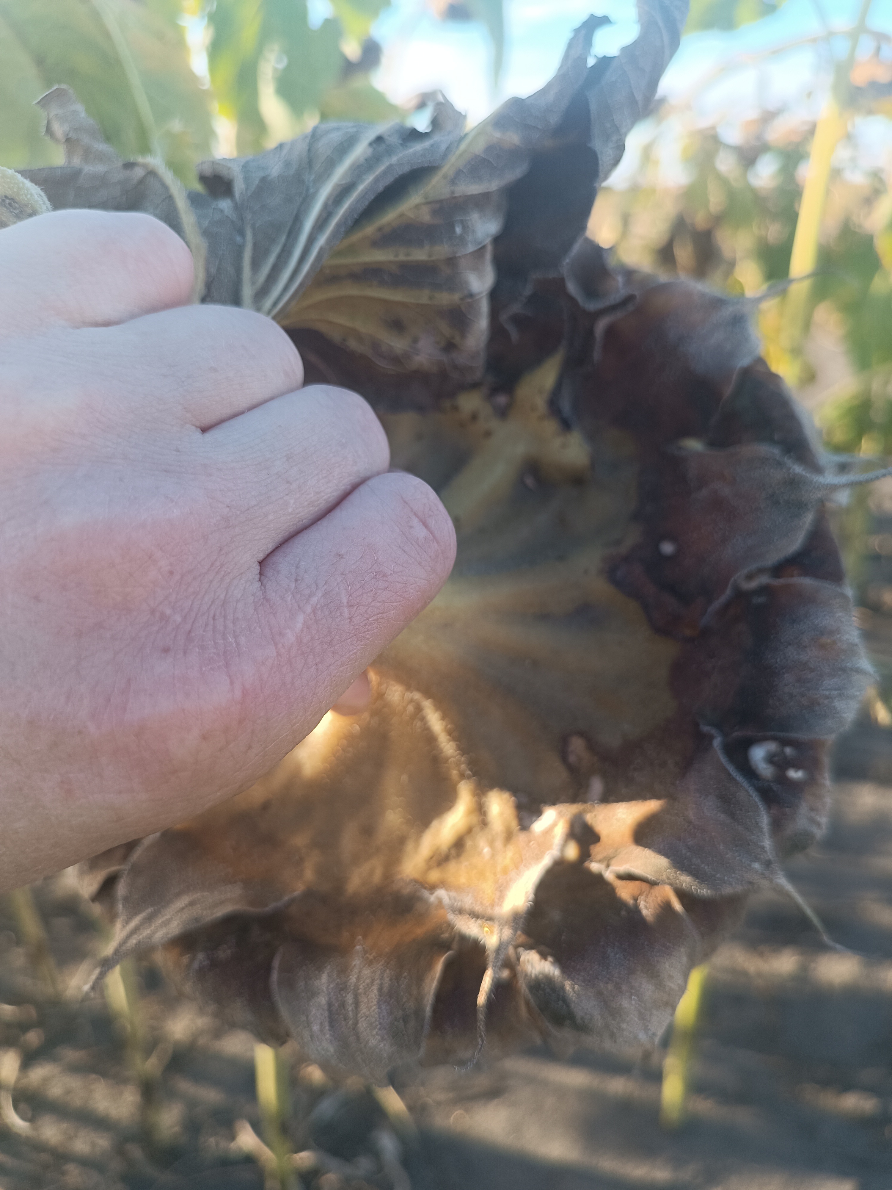 Syngenta НК Неома, Карагандинская область, фото с поля — урожайность и состояние посевов