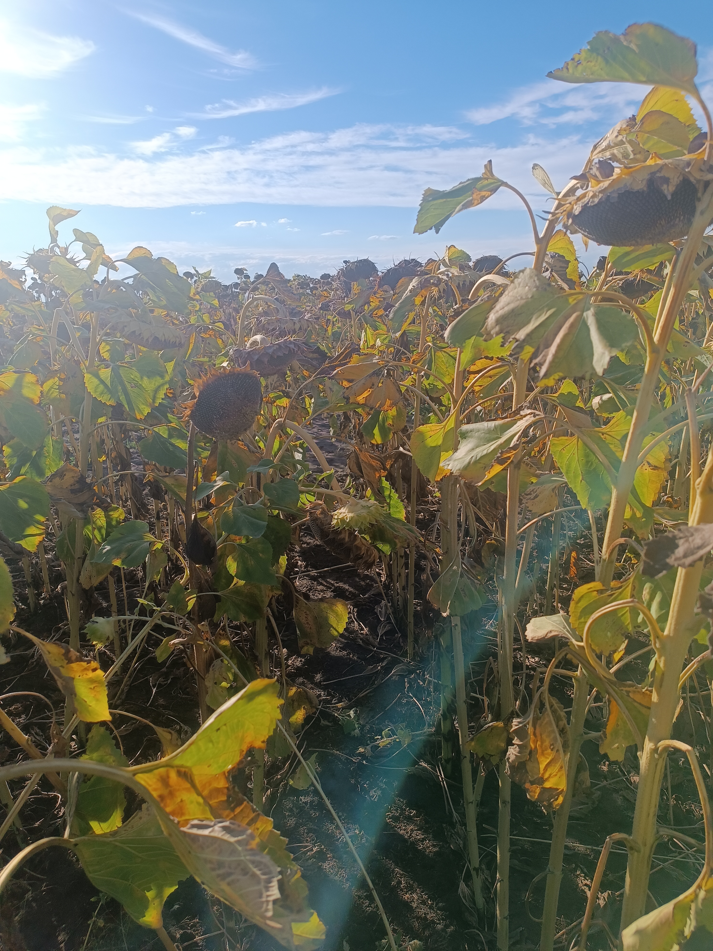 Syngenta НК Неома, Карагандинская область, фото с поля — урожайность и состояние посевов