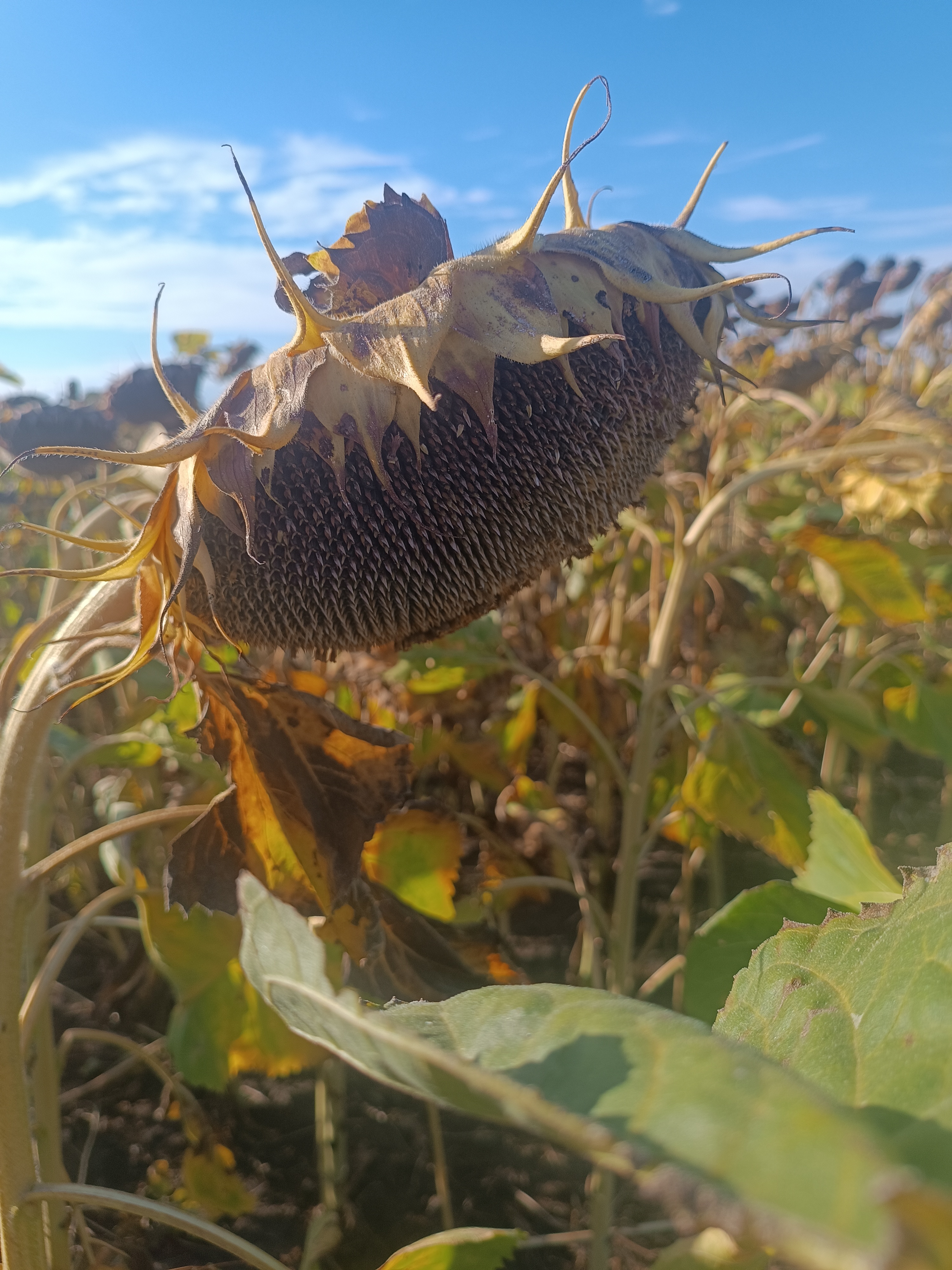 Syngenta НК Неома, Карагандинская область, фото с поля — урожайность и состояние посевов