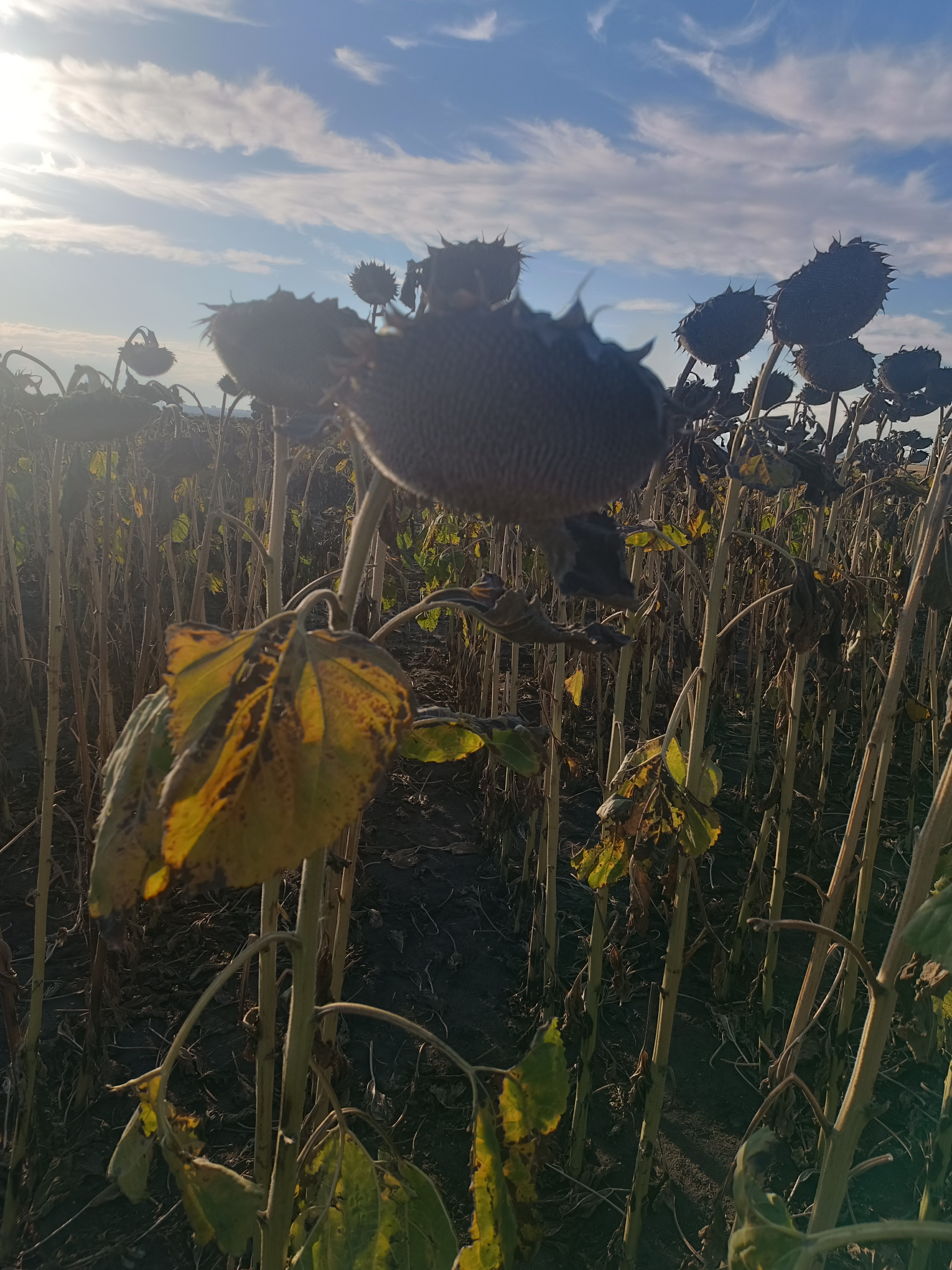 Syngenta СУМАТРА HTS, Карагандинская область, фото с поля — урожайность и состояние посевов