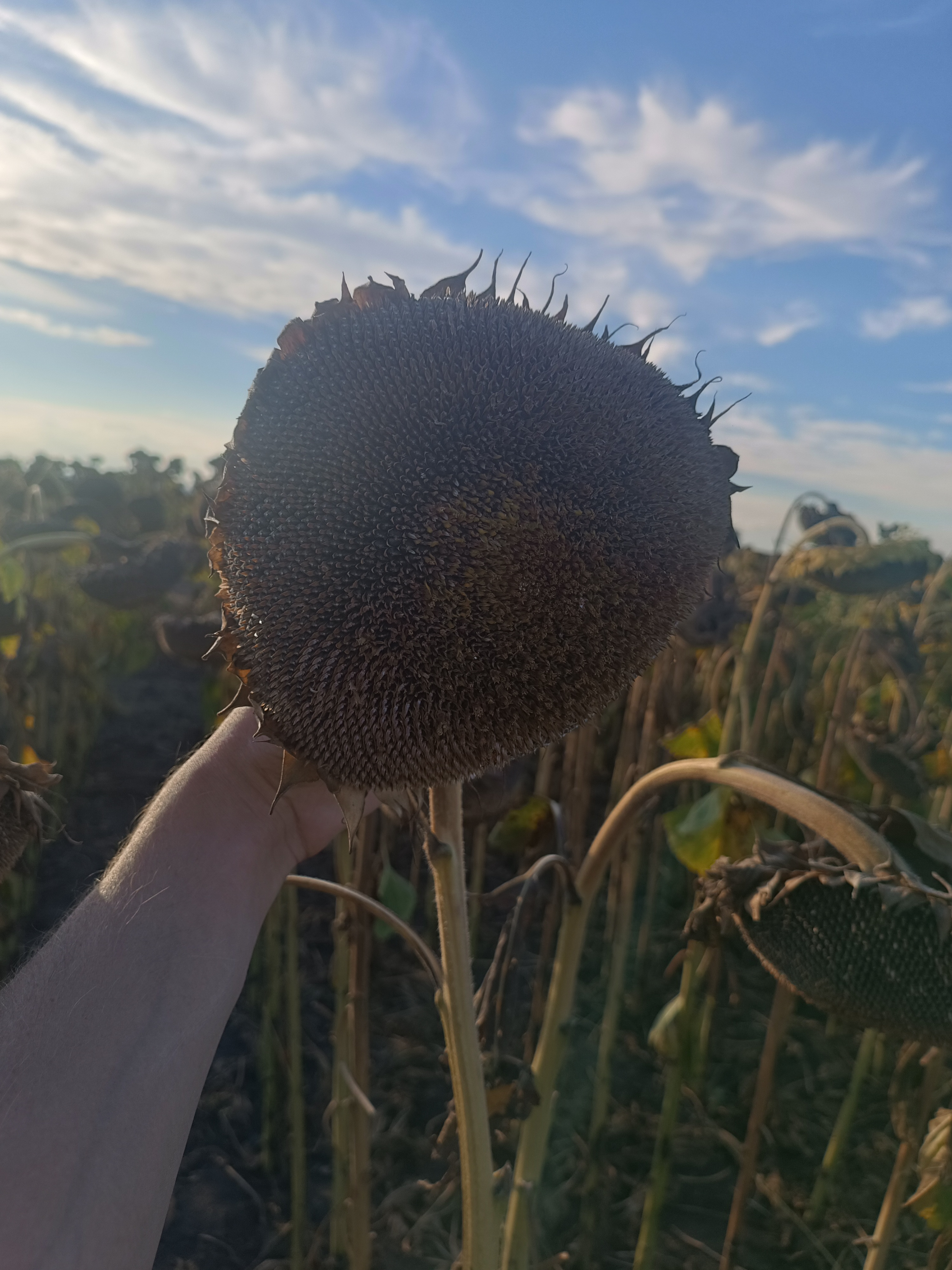 Syngenta СИ Розета КЛП, Карагандинская область, фото с поля — урожайность и состояние посевов