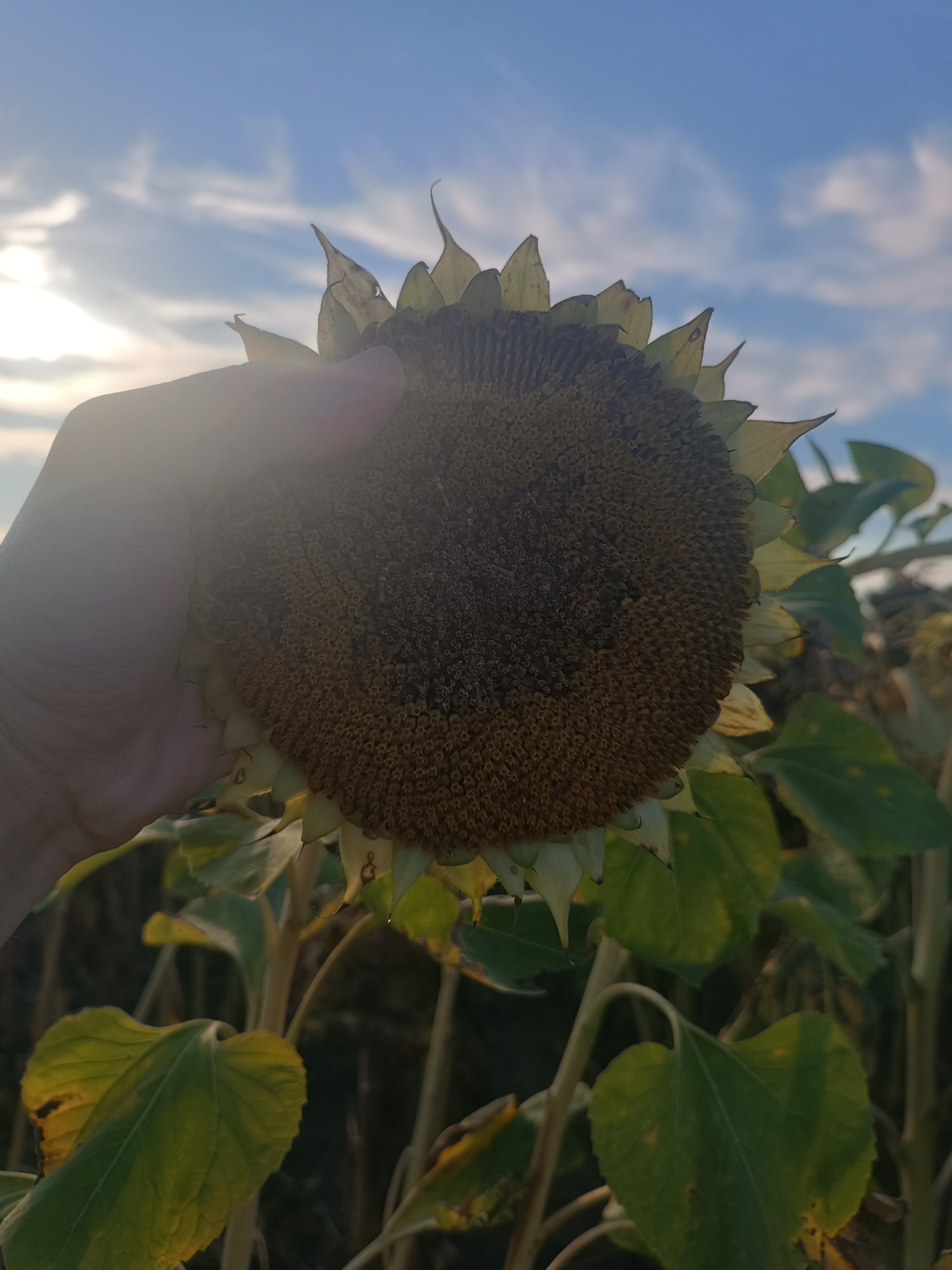 Syngenta СИ Розета КЛП, Карагандинская область, фото с поля — урожайность и состояние посевов
