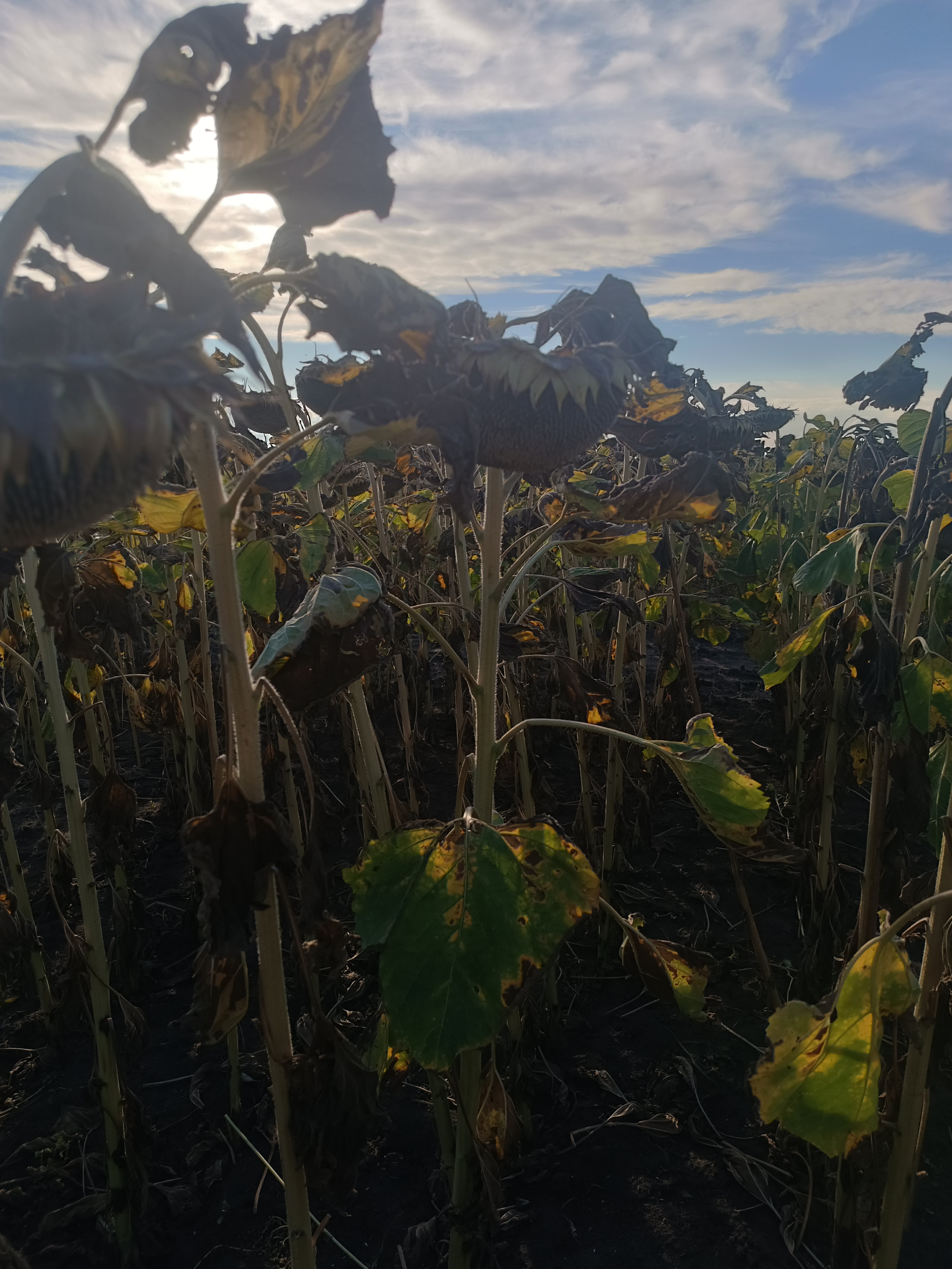 Syngenta ДУНКАН КЛП, Карагандинская область, фото с поля — урожайность и состояние посевов
