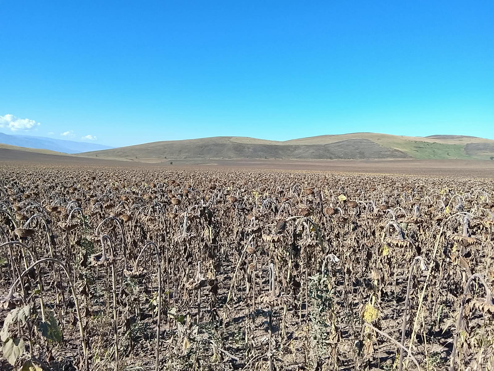 DEKALB (Monsanto) ДКС 3050, Жетысуская область, фото с поля — урожайность и состояние посевов